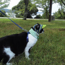 芝生の広場を散歩