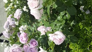 バラが咲く頃に是非お越しください！