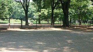 木陰のドッグラン(渋谷・代々木公園)