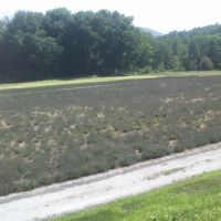 盛りを過ぎた「ラベンダーの海」の様子