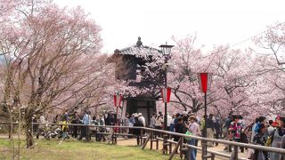 桜の見頃は4月中旬