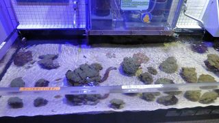 大人も楽しめます！