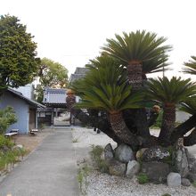 蘇鉄山と山門。よく言えばシンプル悪く言えば殺風景。