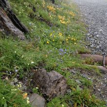 花畑の中を歩く