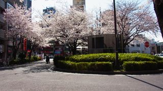 駒込駅から近く改札口から見える距離のロータリー側には、この時期桜が綺麗です。