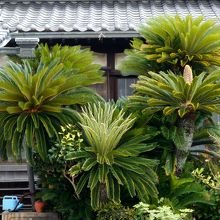 本堂手前の見事な蘇鉄山。