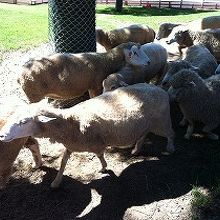 羊の放牧スタート地点