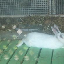 ウサギさんもいます