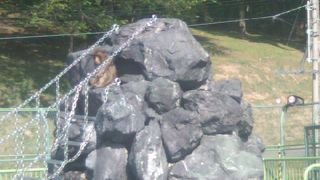 サル山が有名な小動物園があります