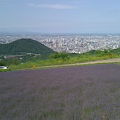 ラベンダーの咲く円山西から市内全景が見える