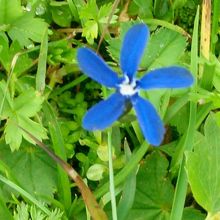 珍しいブルーの花をたくさん見ました。