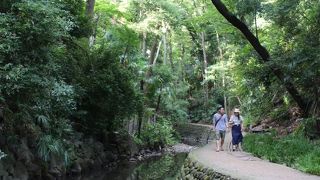 等々力渓谷を創った川です