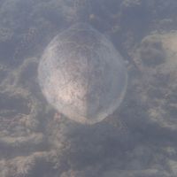 水コテのすぐ前に海ガメもいました