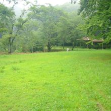 設営場・一面の草地