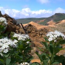 こんな場所に咲いてる･･･