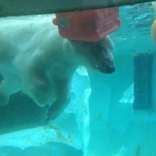 熊を地上からと水中の中の様子をみることができます。