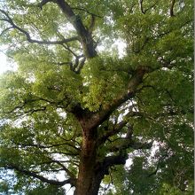 拝観後に観た樹齢500年のクスノキの大木。東浦町天然記念物。