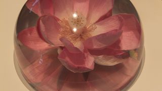 平泉の歴史文化を学ぶ