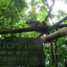 柵がないので自由にあるきまわってる動物も！