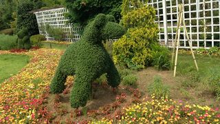 蓮・水蓮が見どころ！