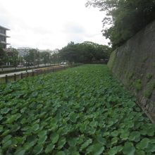 狭めの水堀には蓮がいっぱい