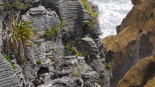 ウエストコーストにきたら行ってみよう！