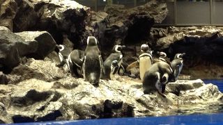 ペンギン好きにオススメの水族館