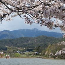 桜と愛宕山。