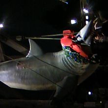 クリスマスジョーズ