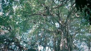 木漏れ日の下でモーニング