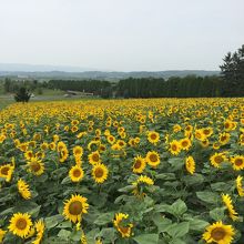 まわりはひまわり畑