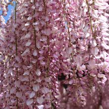 まさに満開の藤の花！。