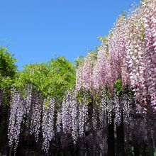 淡い紫とピンクの藤の花のコラボ。