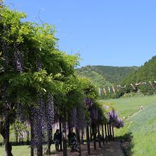 藤棚とこいのぼり。