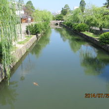 川には錦鯉が泳いでいます