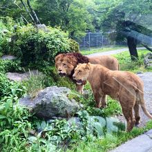 ライオンゾーンが一番興奮しました。