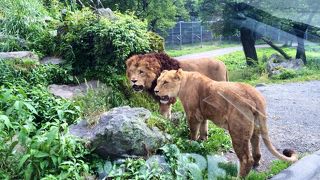 ライオンに大興奮！