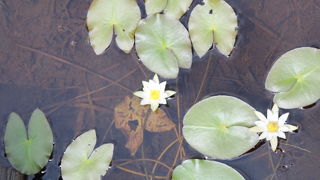 ヒツジグサが咲く池塘