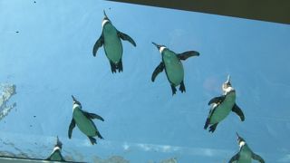 新ペンギン館
