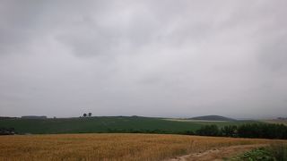 7月上旬はジャガイモの花とのコラボが楽しめる