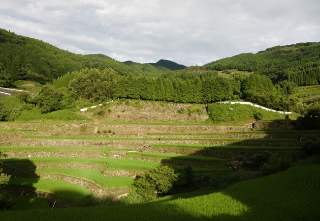 蕨野の棚田