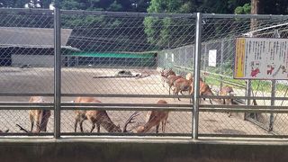 小さめな鹿園