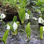 乗鞍高原で水芭蕉の群生地を見て回れる遊歩道