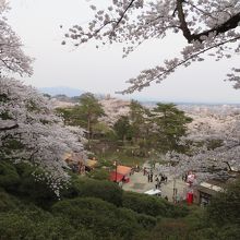 桜と秋田市街