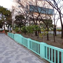 江戸時代からの桜の名所、隅田公園