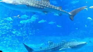 スケールが大きい！！