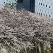 目黒川の桜の花見ができる橋