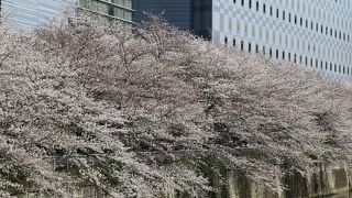 目黒川の桜の花見ができる橋