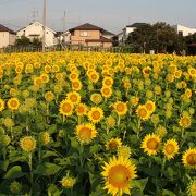 夏だ！東京のヒマワリ畑を見に行こう！