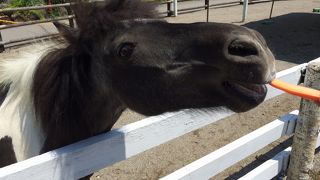 高原の花畑と動物とのふれあい♪